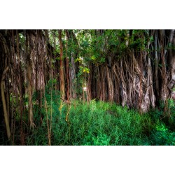 Banyan