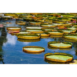 Floating Cake Tins