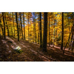 Bücherherbst
