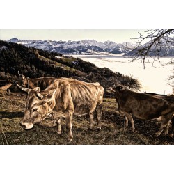 Cows over the sea of fog